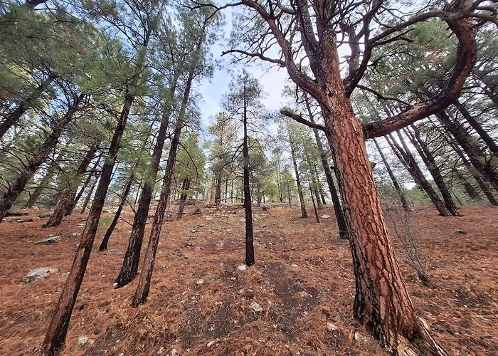 Among The Pines W Tesla Charger And Game Garage Ferienhaus Flagstaff
